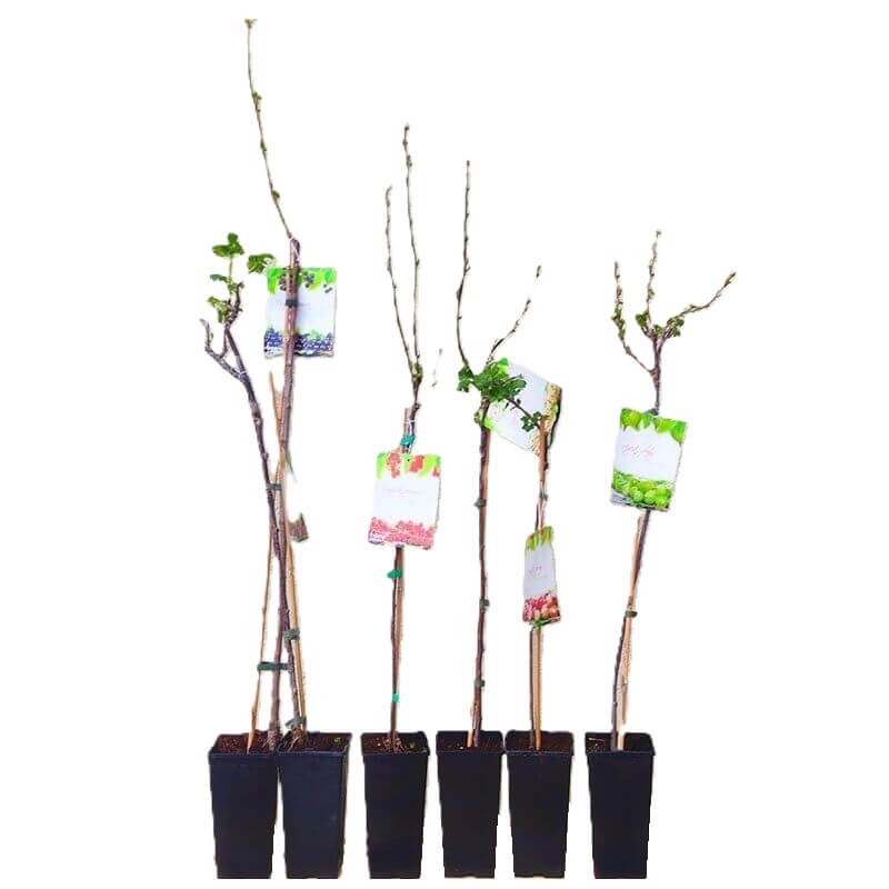 Porzeczka czerwona ROVADA (Ribes rubrum) Sadzonka NA PNIU C2 (3).jpg