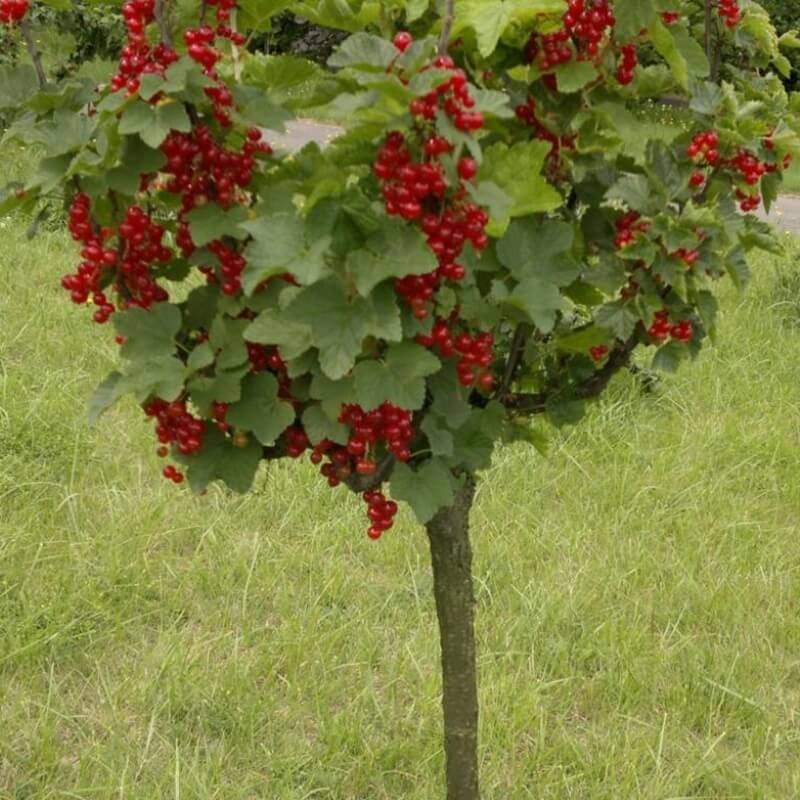 Porzeczka czerwona ROVADA (Ribes rubrum) Sadzonka NA PNIU C2.jpg