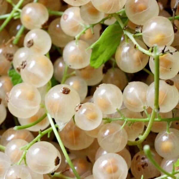 Porzeczka biała WERSALSKA (Ribes niveum) Sadzonka NA PNIU C2 (3).jpg