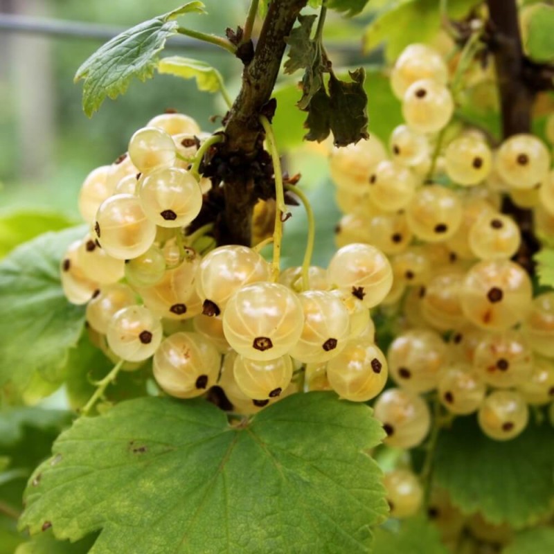 Porzeczka biała WERSALSKA (Ribes niveum) Sadzonka NA PNIU C2 (1).jpg