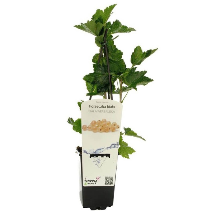 Porzeczka biała WERSALSKA krzaczasta (Ribes niveum) Doniczkowana Sadzonka C1.jpg