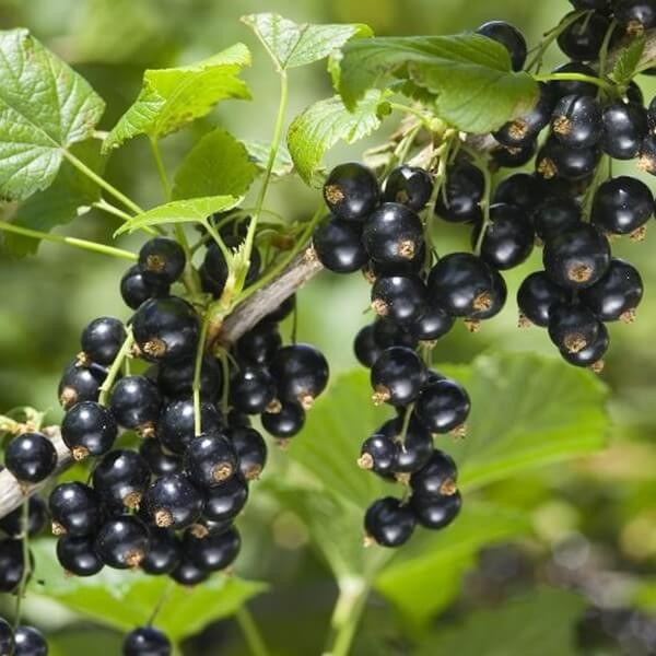 Porzeczka czarna TITANIA krzaczasta (Ribes nigrum) Doniczkowana Sadzonka C1 (4).jpg