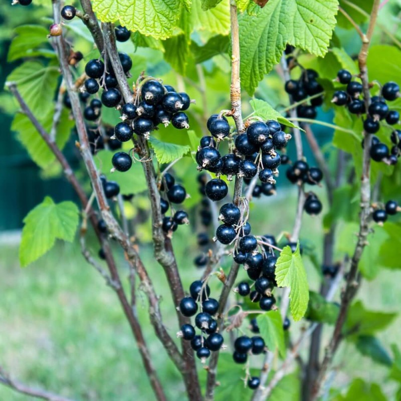 Porzeczka czarna TITANIA krzaczasta (Ribes nigrum) Doniczkowana Sadzonka C1 (5).jpg