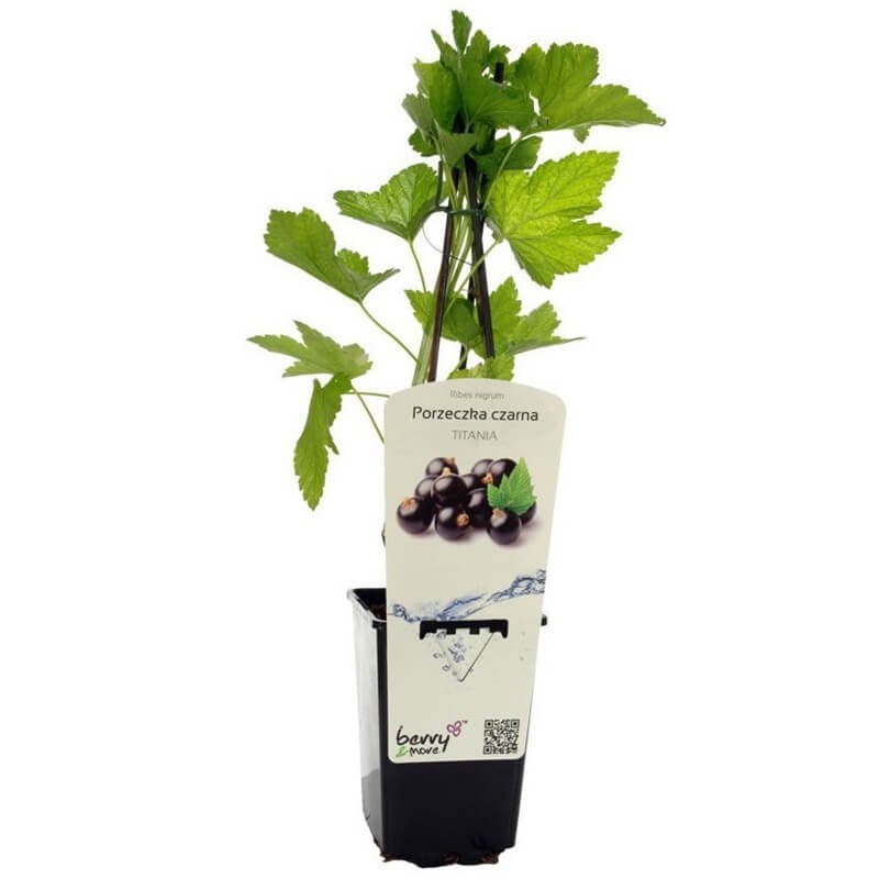 Porzeczka czarna TITANIA krzaczasta (Ribes nigrum) Doniczkowana Sadzonka C1 (1).jpg