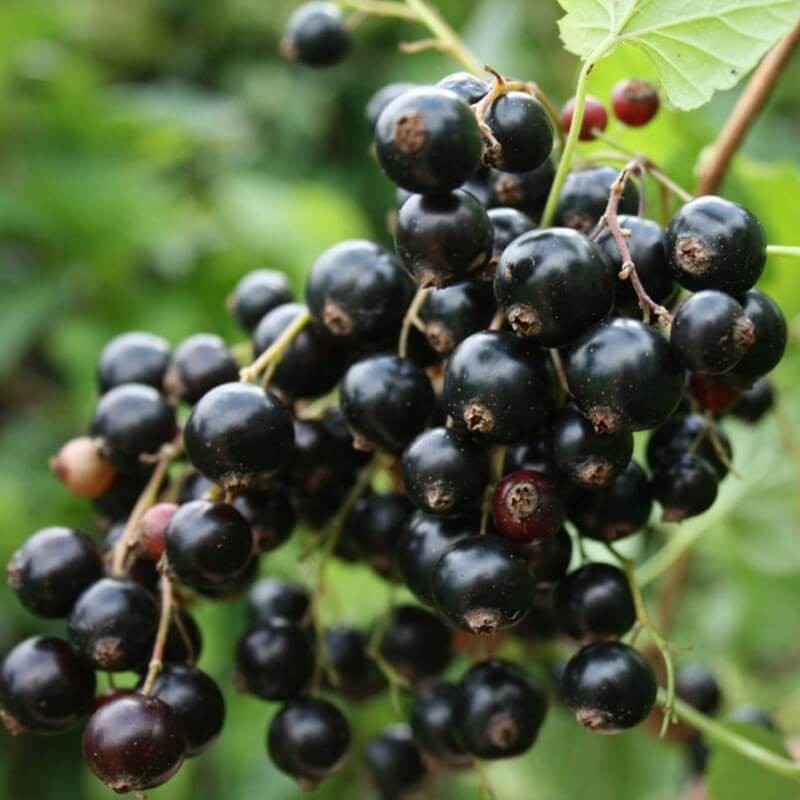 Porzeczka czarna TITANIA (Ribes nigrum) Sadzonka NA PNIU C2 (3).jpg