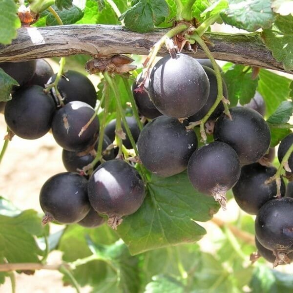 Porzeczkoagrest JOSTA (Ribes x nidigrolaria) doniczkowana Sadzonka C1 (1).jpg