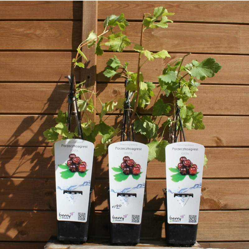 Porzeczkoagrest JOSTA (Ribes x nidigrolaria) doniczkowana Sadzonka C1 (3).JPG