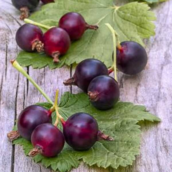 Porzeczkoagrest JOSTA (Ribes x N.) Sadzonka NA PNIU C2 (2).jpg