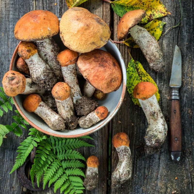 Grzybnia Koźlarz czerwony ziarno 10g (3).jpg