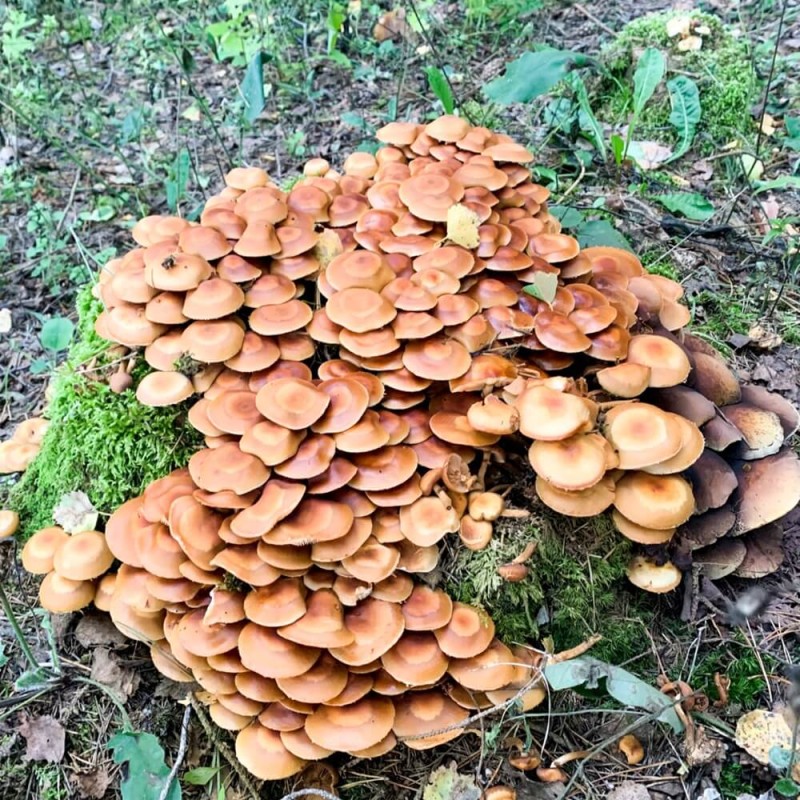 Grzybnia do rozkładu pni i kompostowania (2).jpg