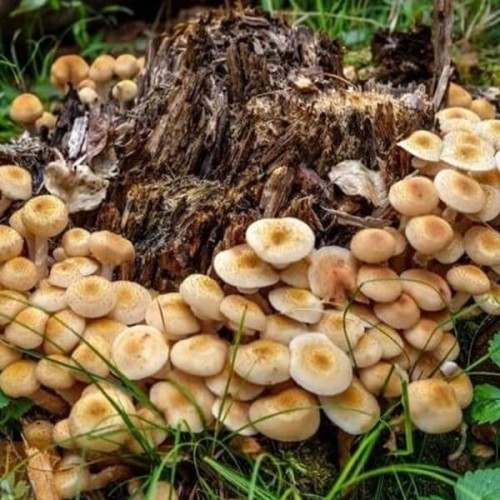 Grzybnia do rozkładu pni i kompostowania