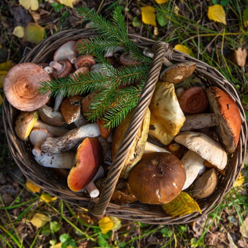 Grzybnia Mleczaj rydz ziarno 10g.jpg