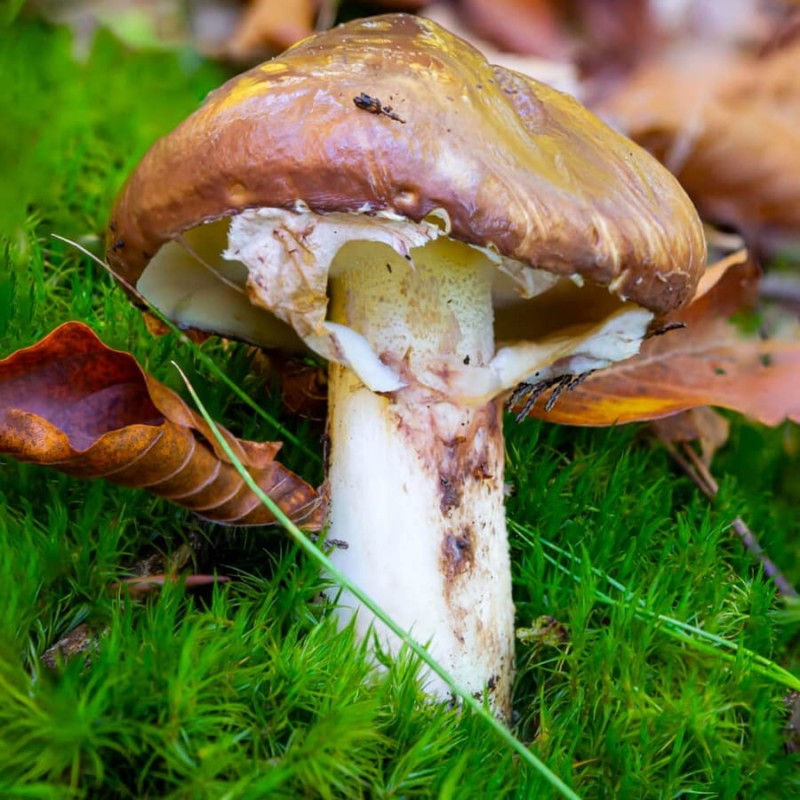 Grzybnia Maślak zwyczajny ziarno 10g.jpg