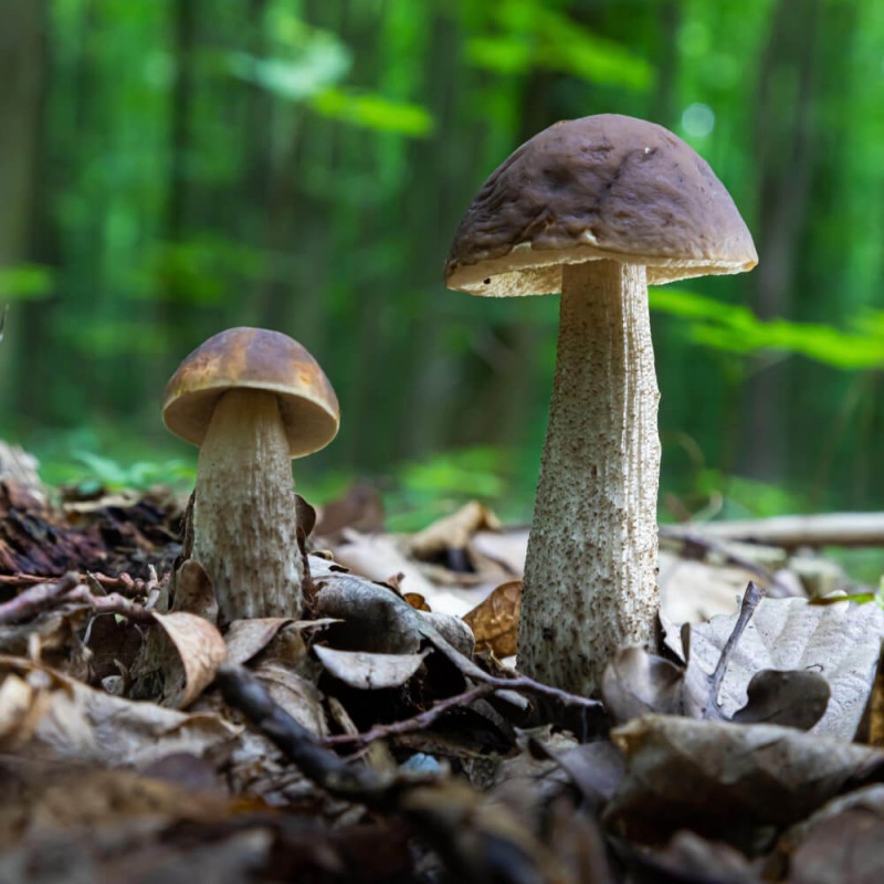 Grzybnia Koźlarz czarnobrązowy ziarno 10g.jpg