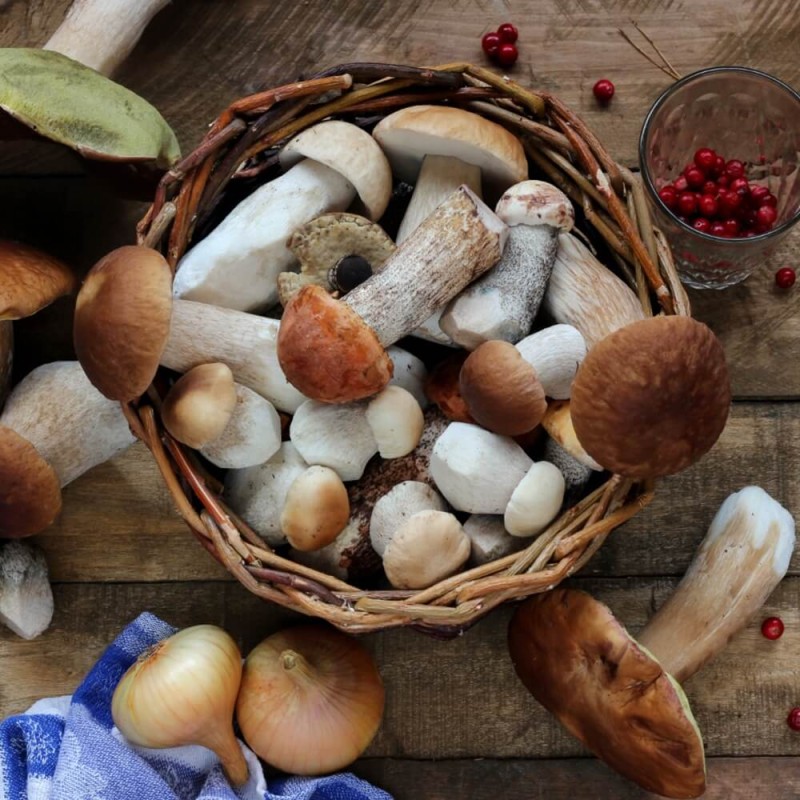Grzybnia Borowik usiatkowany mikoryza XXL 100g.jpg