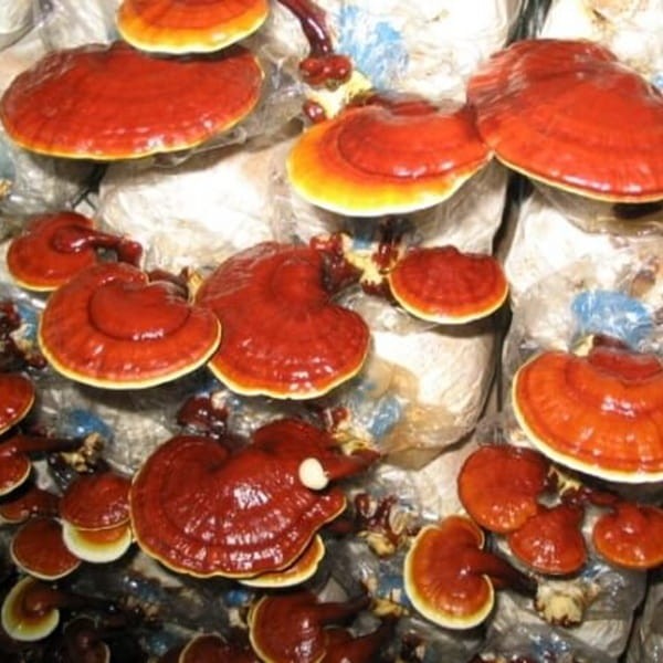 Reishi lakownica lśniąca grzybnia kosta 3kg.jpg