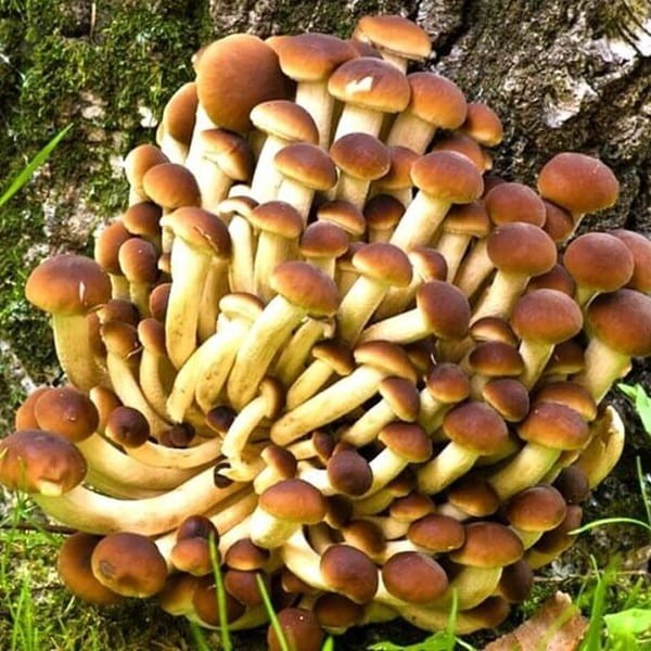 Polówka wiązkowa grzybnia kostka 3kg.jpg