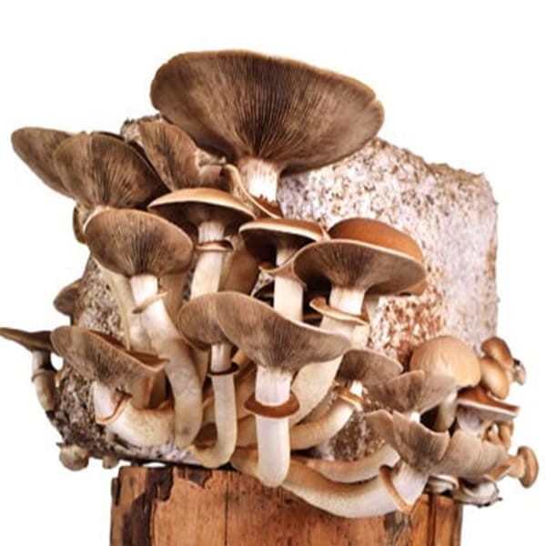 Boczniak mikołajkowy Eryngii grzybnia kostka 3kg (2).jpg