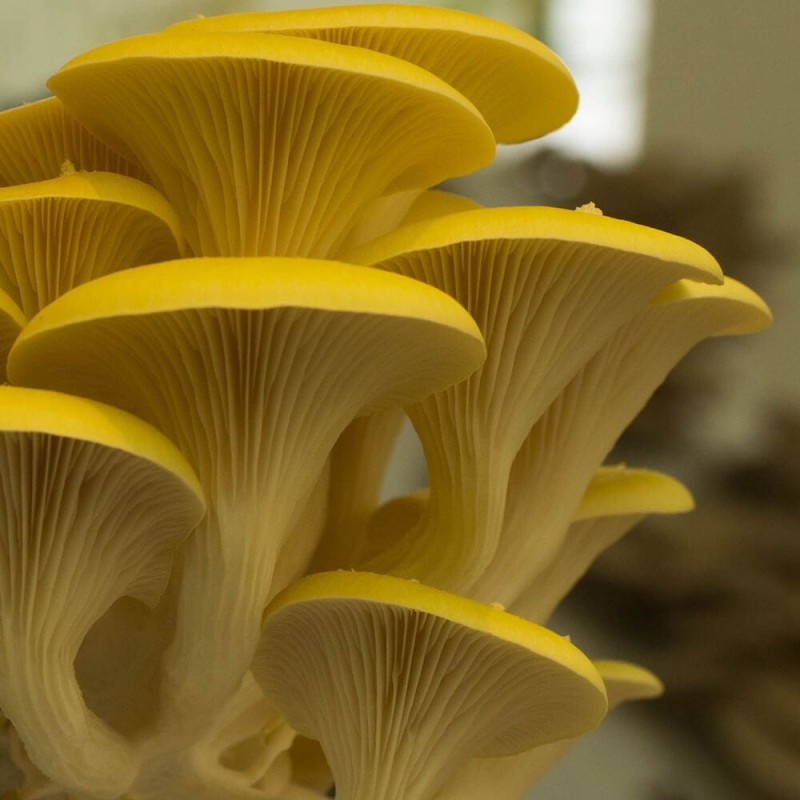 Boczniak cytrynowy grzybnia kostka 3kg.jpg