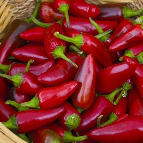 Papryka ostra Jalapeno (Rozsada warzyw) sadzonka P8