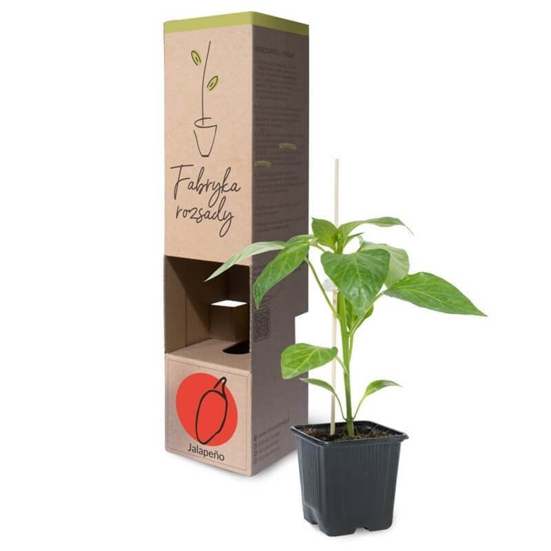 Papryka ostra Jalapeno rozsada warzyww sadzonka P8 (3).jpg