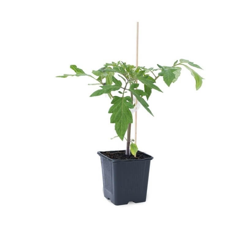 Pomidor koktajlowy cherry rozsada warzyw sadzonka P8 (2).jpg