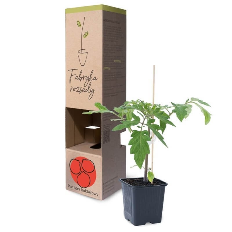Pomidor koktajlowy cherry rozsada warzyw sadzonka P8 (3).jpg