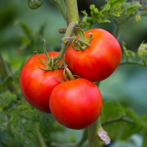 Pomidor Malinowy (Rozsada warzyw) sadzonka P8