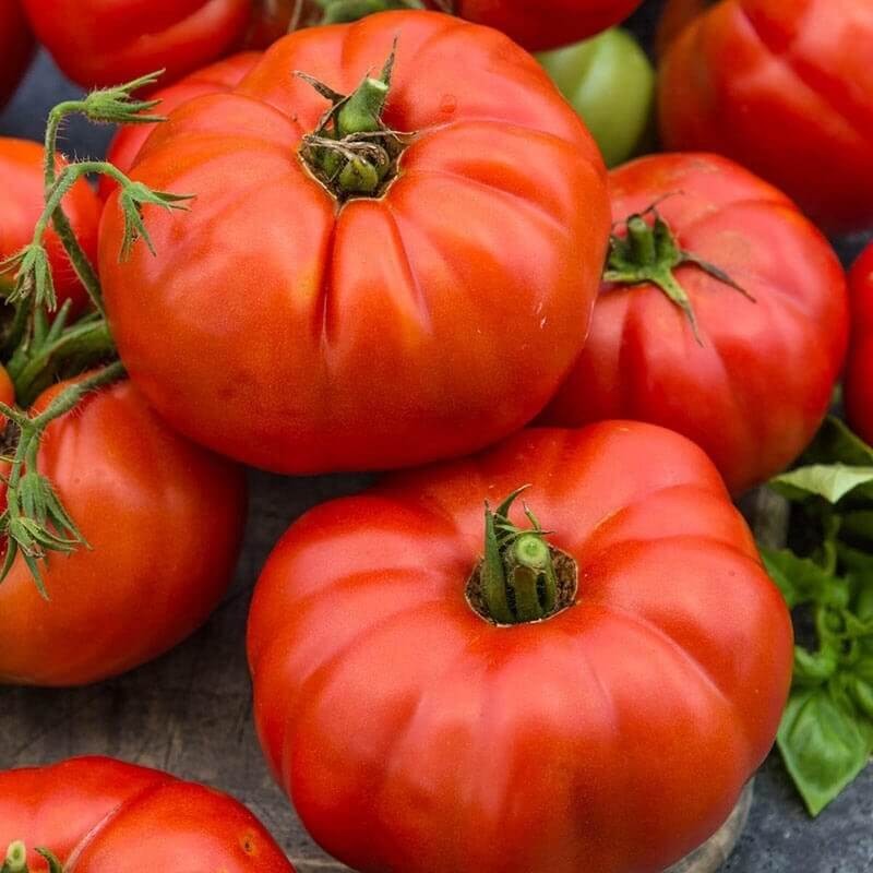 Pomidor Bawole serce rozsada warzyw sadzonka P8 (1).jpg