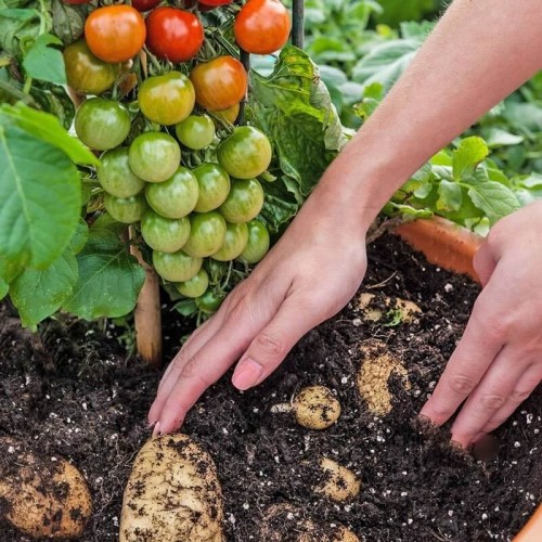Pomidoro-ziemniak sadzonka TomTato® HIT