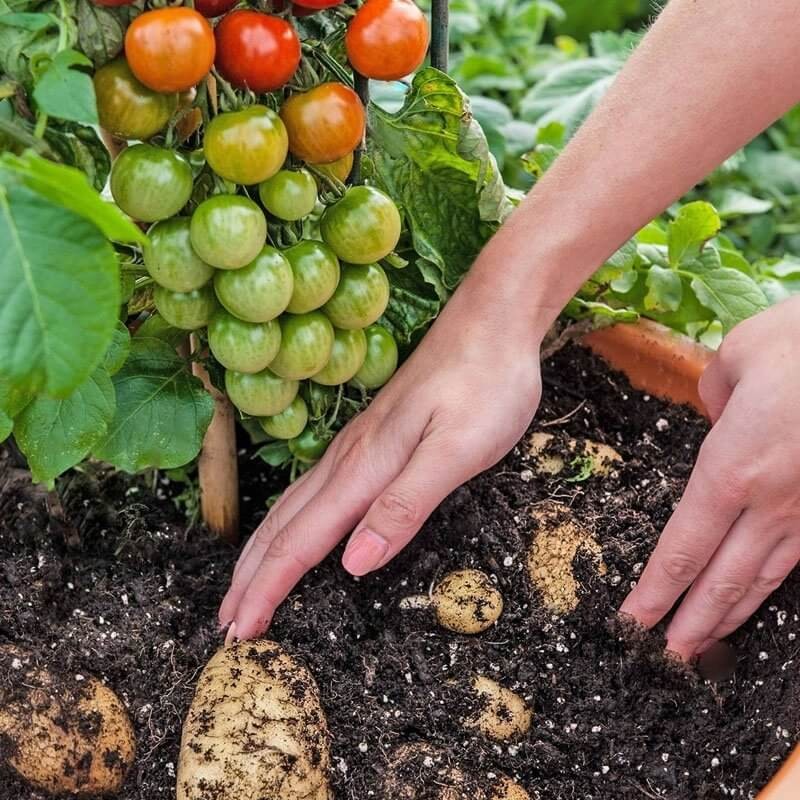 Pomidoro-ziemniak Sadzonka TomTato® HIT (1).jpg