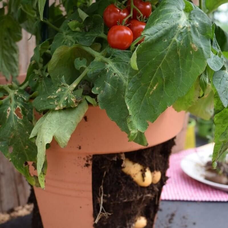 Pomidoro-ziemniak Sadzonka TomTato® HIT (2).jpg
