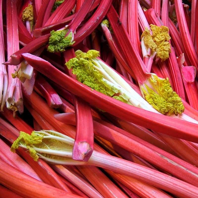 Rabarbar Lider rheum rhabarbarum Sadzonka C1,5 (1).jpg