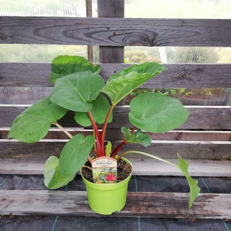 Rabarbar Lider rheum rhabarbarum Sadzonka C1,5 (3).jpg