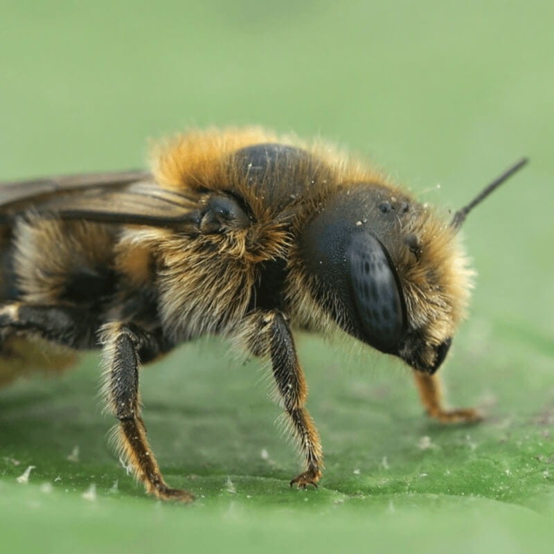 Pszczoła murarka ogrodowa uśpione kokony (zestaw 100 szt.) owady (1).jpg