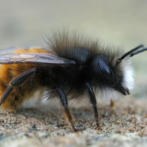 Pszczoła murarka rogata uśpione kokony