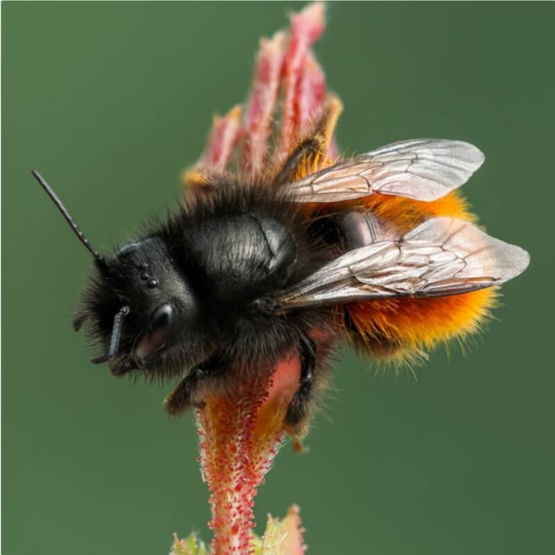 Pszczoła murarka rogata uśpione kokony (zestaw 100 szt.) owady (3).jpg