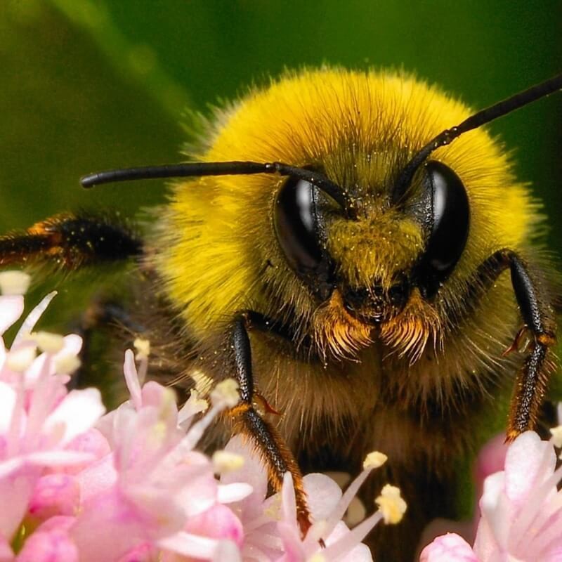TRIPOL Trzmiele do zapylania sadów i upraw polowych typu borówka amerkańska lub malina owady (3).jpg