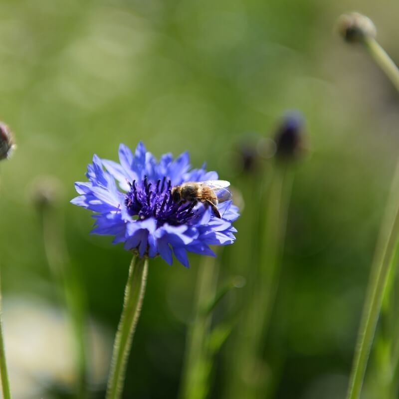 Plaster hodowlany dla pszczoły murarki 44 szt. OWADY (2).jpg