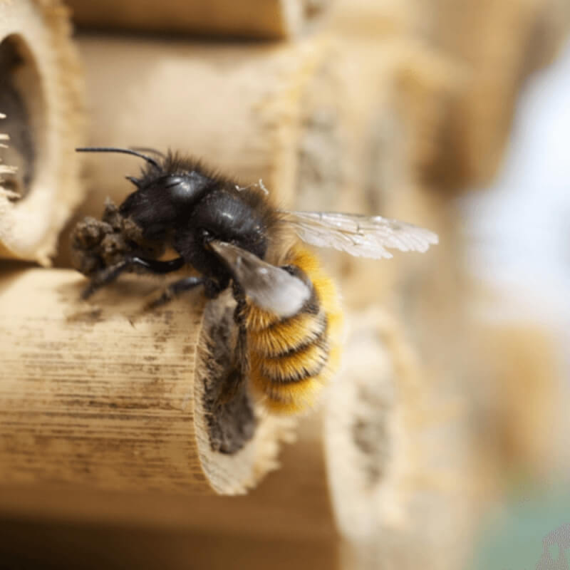 Ul Pszczelinka wersja PODSTAWOWA OWADY (2).jpg