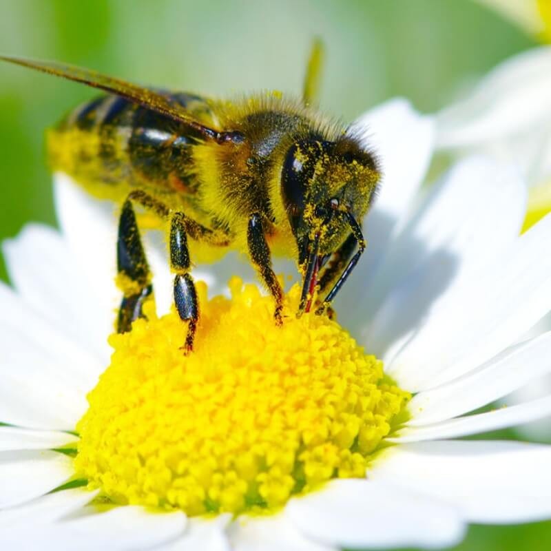 Ul pszczelinka wersja MINI OWADY (2).jpg