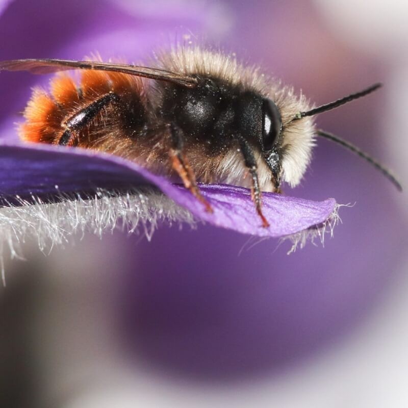 Ul pszczelinka wersja MINI OWADY (3).jpg