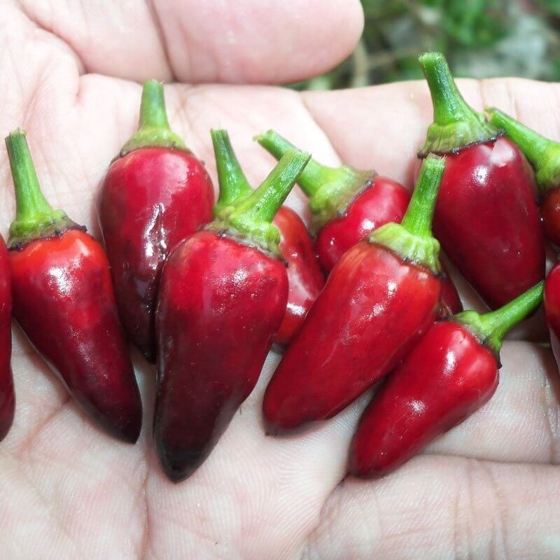 Papryka ostra Black Royal (4).jpg