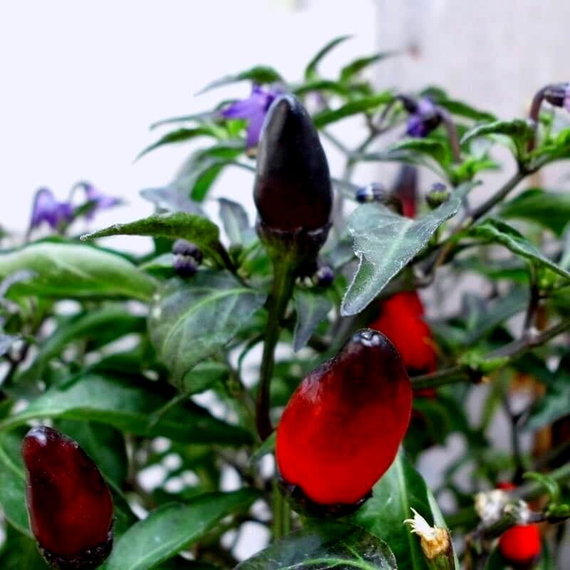 Papryka ostra Black Royal (2).jpg