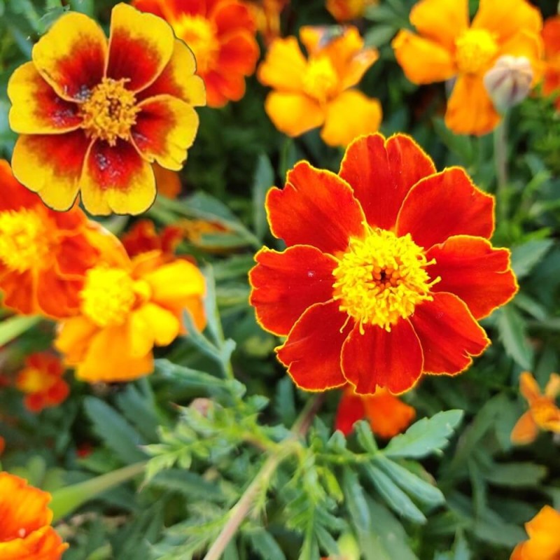 Aksamitka rozpierzchła, mieszanka o kwiatach pojedynczych (Tagetes patula nana) nasiona 1g (2).jpg