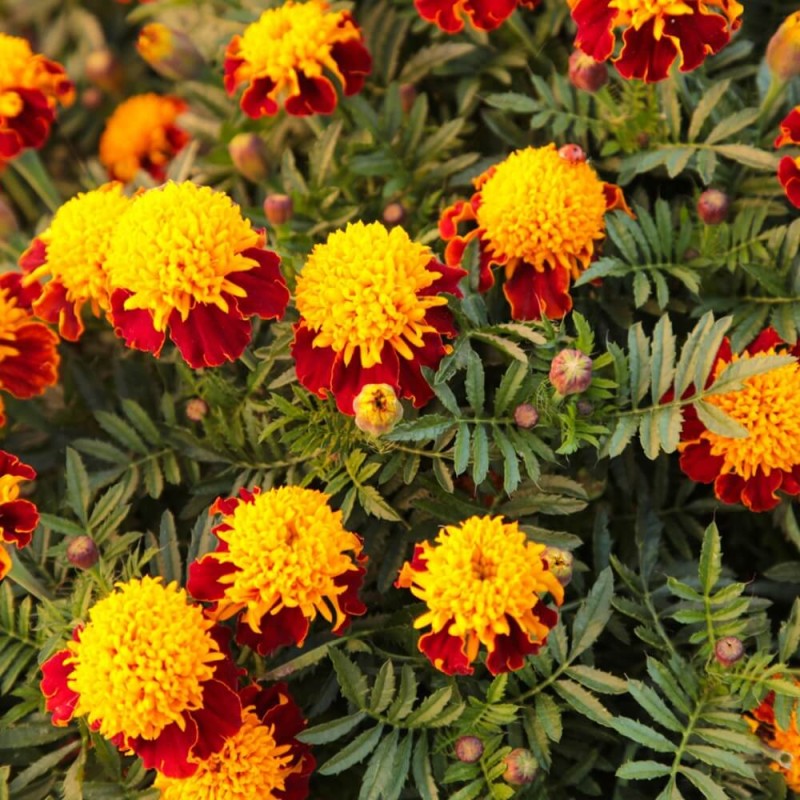 Aksamitka rozpierzchła, Orange Flame (Tagetes patula nana) nasiona 1g (2).jpg