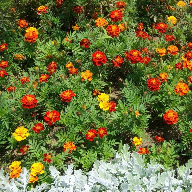 Aksamitka rozpierzchła, Pascal (Tagetes patula nana) nasiona 1g1).jpg