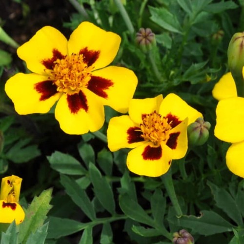 Aksamitka rozpierzchła Pascal nasiona 1g