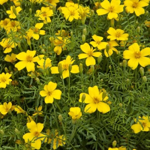 Aksamitka wąskolistna Lulu nasiona 0,3g