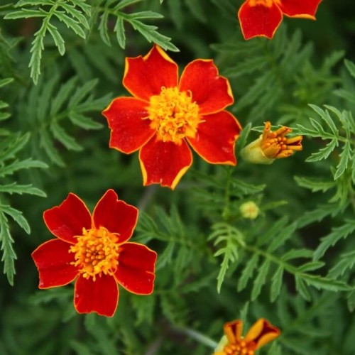 Aksamitka wąskolistna Red Gem nasiona 0,3g